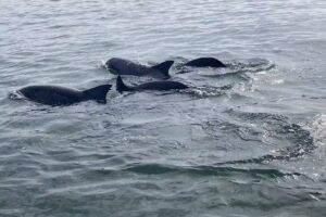 Cruisin’ Tikis Clearwater