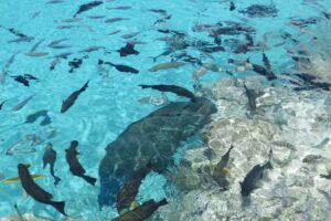 Cruising Company Etc.