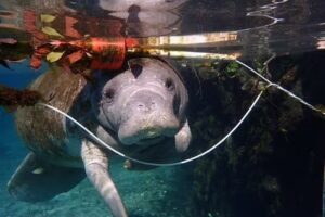 Crystal River Watersports