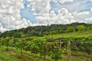 Cumberland Gap Region Tourism Association