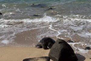 Daniels Hawaii Tours