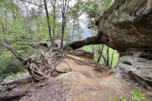 Dappled Light Retreat Center
