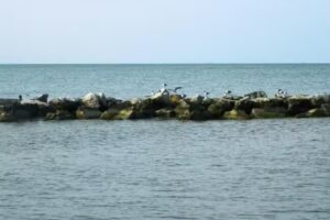 Dauphin Island Chamber-Commerce