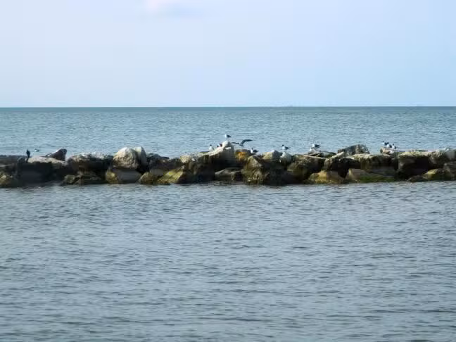 Dauphin Island Chamber-Commerce