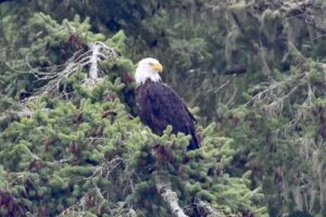 Deer Harbor Charters