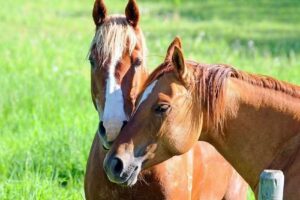 Del’s Triangle 3 Ranch