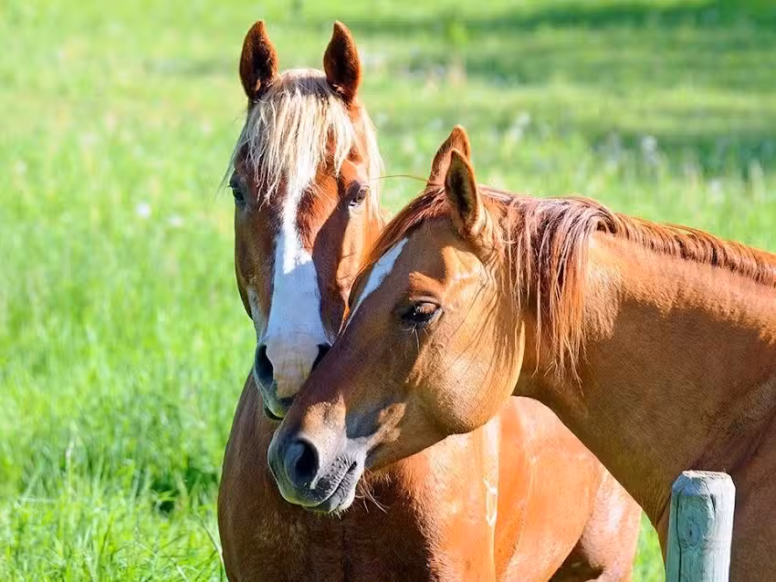 Del&rsquo;s Triangle 3 Ranch