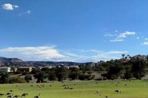 Delfiva Blessed Travelers