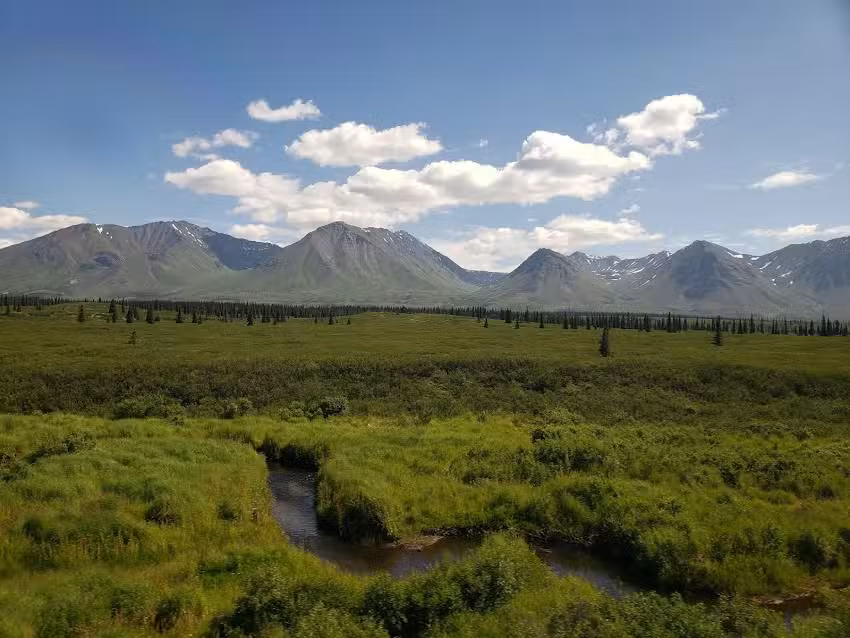 Denali Sightseeing Safaris
