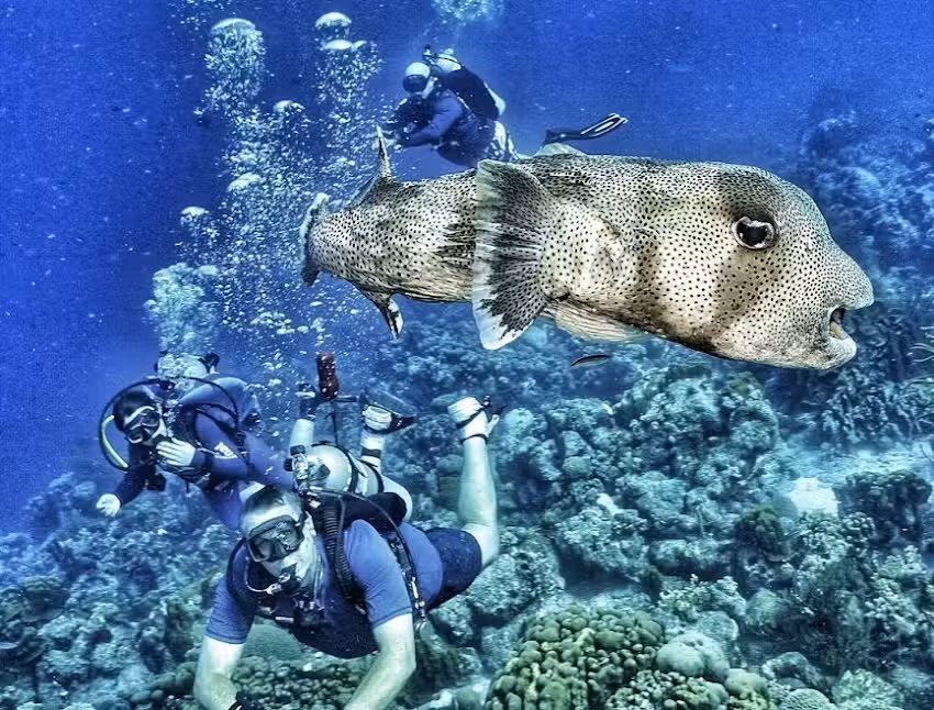 Depth Perception Dive Center