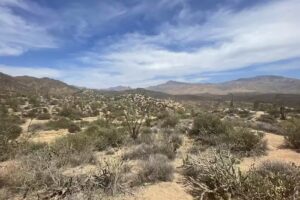 Desert Monsters Tours