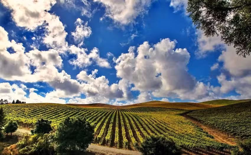 Designated Driver North Bay