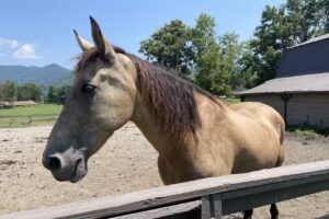 Dillard House Stables