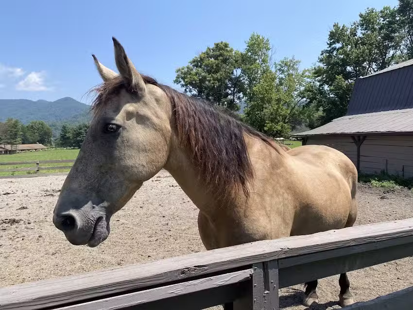 Dillard House Stables