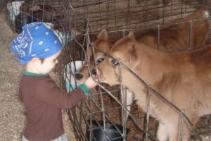 Discover Downstate Illinois