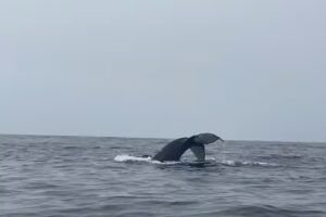 Discovery Whale Watch
