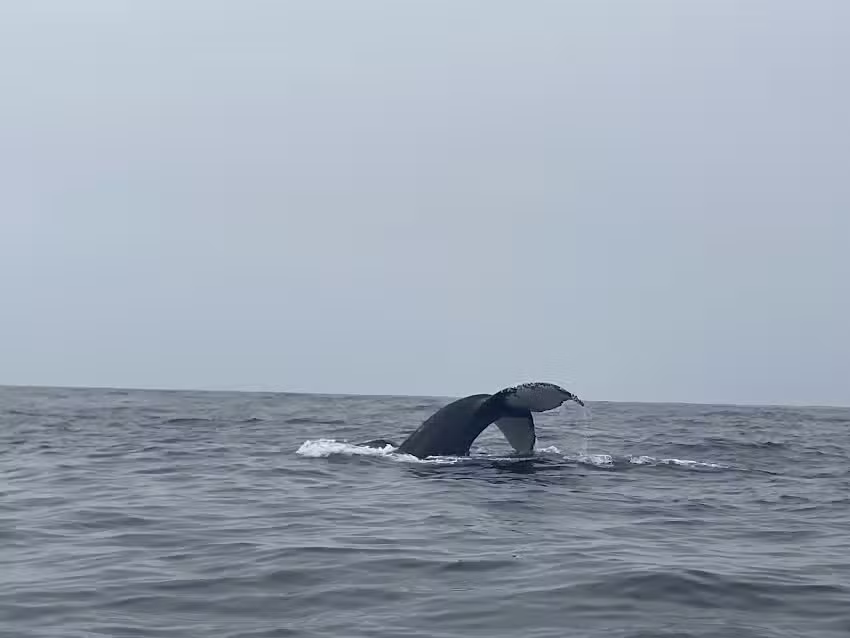 Discovery Whale Watch