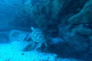 Dive Kauai Scuba Center – Shop