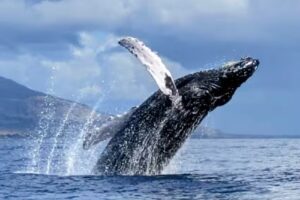 Dive Maui / Hawaiian Rafting Adventures