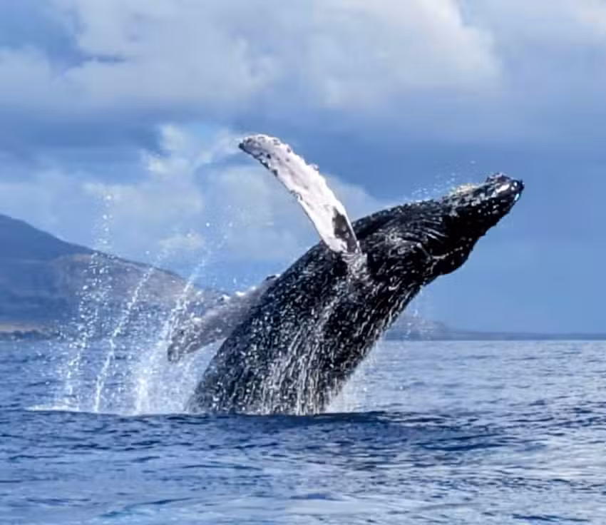 Dive Maui / Hawaiian Rafting Adventures