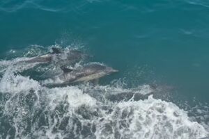 Dolce Yachting Co. | Luxury Private Yacht Tours