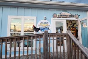 Dolphin Cruises Aboard the Cold Mil Fleet