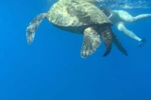 Dolphin Excursions Hawaii