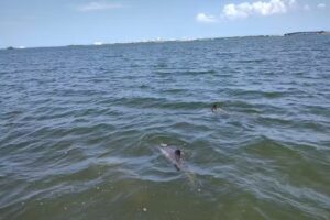 Dolphin Family Tours LLC