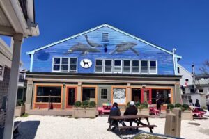 Dolphin Fleet Whale Watch