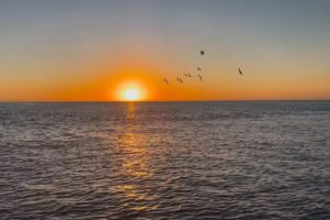 Dolphin Quest Eco Tours