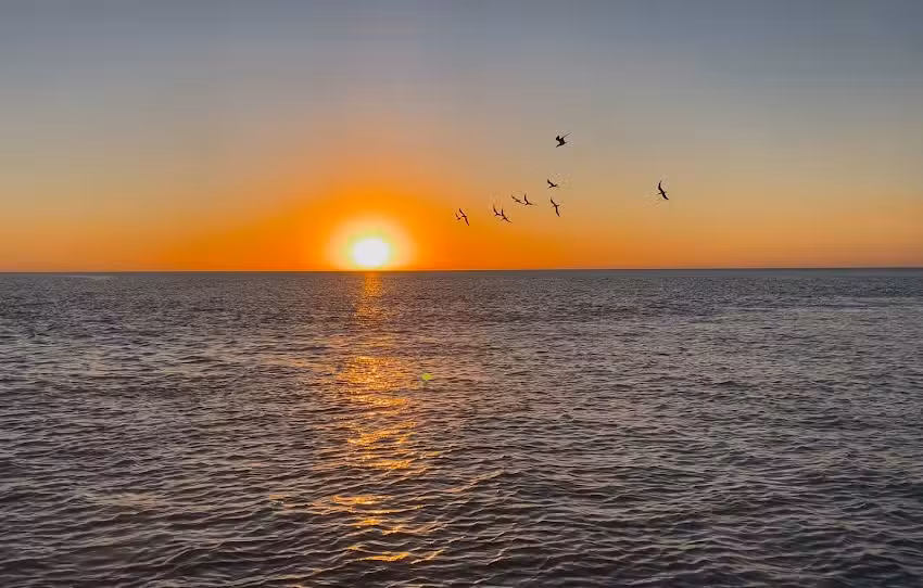 Dolphin Quest Eco Tours