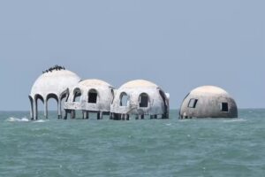 Dolphin Research Tours