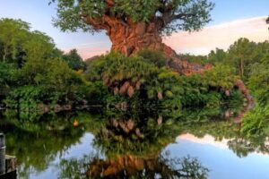 Donna Hoehne Travel Agency