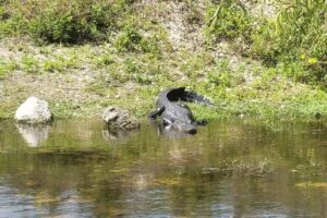Down South Airboat tours