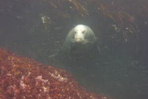 Down Under Diving Ventures Inc