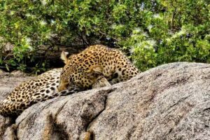 DPP Travel – South Carolina