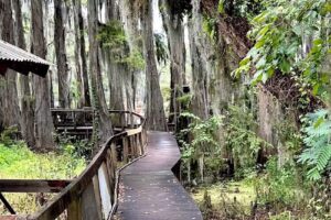 Dragonfly with Spatterdock Guest Houses on Caddo Lake