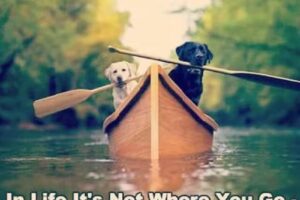 Dream Vacations, Chick’s Beach Travel