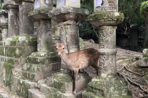 DreamMaker Destinations