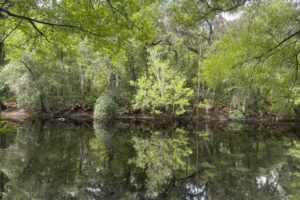 Dreams Horse Services