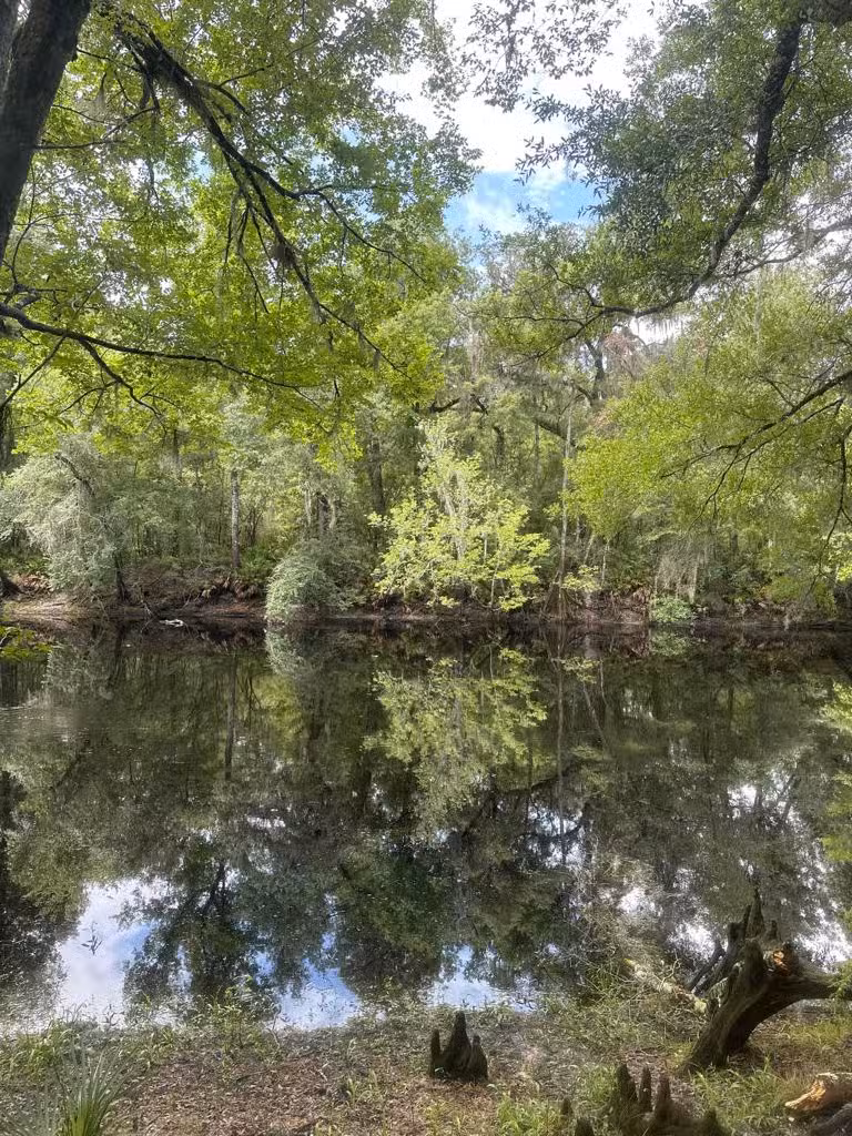 Dreams Horse Services