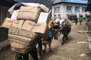 Driftwood Adventure Treks