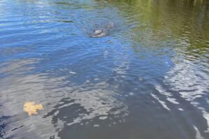 Dupree Destinations LLC