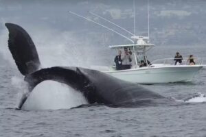 East Meets West Whale Watching