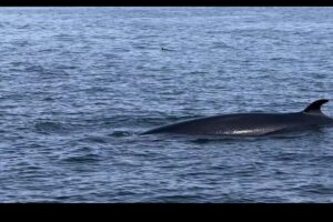 Eastport Windjammers