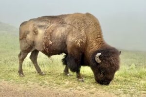 Eco-Tours Catalina Island Conservancy
