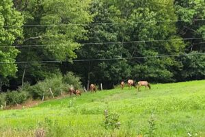 Elk Country Visitor Center (Keystone Elk Country Alliance)