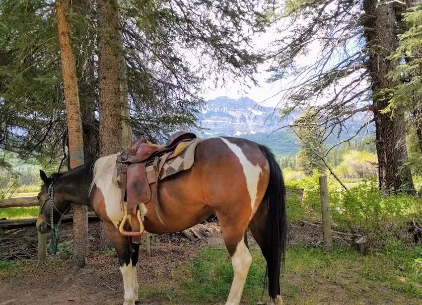 Elk Heart Outfitters Trail Rides