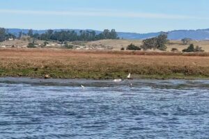 Elkhorn Slough Safari