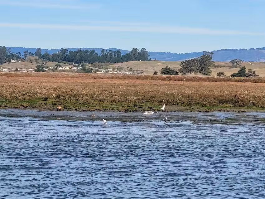 Elkhorn Slough Safari